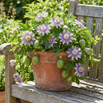 Incarnata Passion Flower Plant, Maypop Incarnata Passiflora 4–7", Well Rooted Flowering Vine for Outdoor Garden