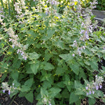 2 Catnip Plants Live 4–7" Tall, Live Fragrant Herb Garden Plants for Patio, Containers Growing, Hardy Outdoor Plant