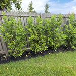 2 Cherry Laurel Shrubs Bare Roots, Hardy Shrubs for Hedges and Landscaping, Winter Dormant