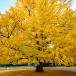 5 Ginkgo Tree Seedlings 6–12 Inches, Live Hardy Shade Tree, Fan-Shaped Leaves, Outdoor Garden Plant