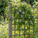 Maypop Incarnata Passiflora Plant 4–7", Vibrant Passion Flower Vine for Patio, Garden and Containers, Hardy Outdoor Plants