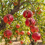 Pomegranate Plant in Half Gallon Pot, 1 Year Old Sweet Pomegranate Plant Live, Hardy, Fruit-Bearing Tree for Garden or Patio