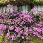 2 Bougainvillea Live Plants, Tropical Bougainvillea Flowering Vine, Fast Growing Outdoor and Container Plant, 4-8'' Tall (Lilac Purple Blooms)