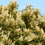 2 Cherry Laurel Shrubs Trees Live Plants, 1-2 Feet Dormant Bush Hedge Bare Roots Seedlings, Winter Hardy, Zones 6–9