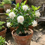 Grand Duke Jasmine Live Plant in Half Gallon Pot, Fragrant Flowering Jasmine, Well Rooted, Indoor Outdoor Planting