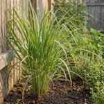 8 Lemongrass Plants Live 4-8 Inch Tall, Large Fragrant Lemon Grass Herbs Stalks for Container, Patio, or Garden, Well Rooted, High Yield