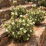 White Euphorbia Crown of Thorns Plant, Perennial Succulent Live Plant Indoor Outdoor 4-7 Inches