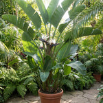 Set 2 White Bird of Paradise Live Plants, Tropical Indoor and Outdoor Ornamental Plant, 4-7 Inch Tall Well Rooted