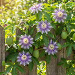Maypop Incarnata Passiflora Plant 4–7", Vibrant Passion Flower Vine for Patio, Garden and Containers, Hardy Outdoor Plants