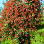 Red Honeysuckle Plant Live, 5-9" Tall, Fragrant Honeysuckle Vine Live Plant, Vibrant Flowers