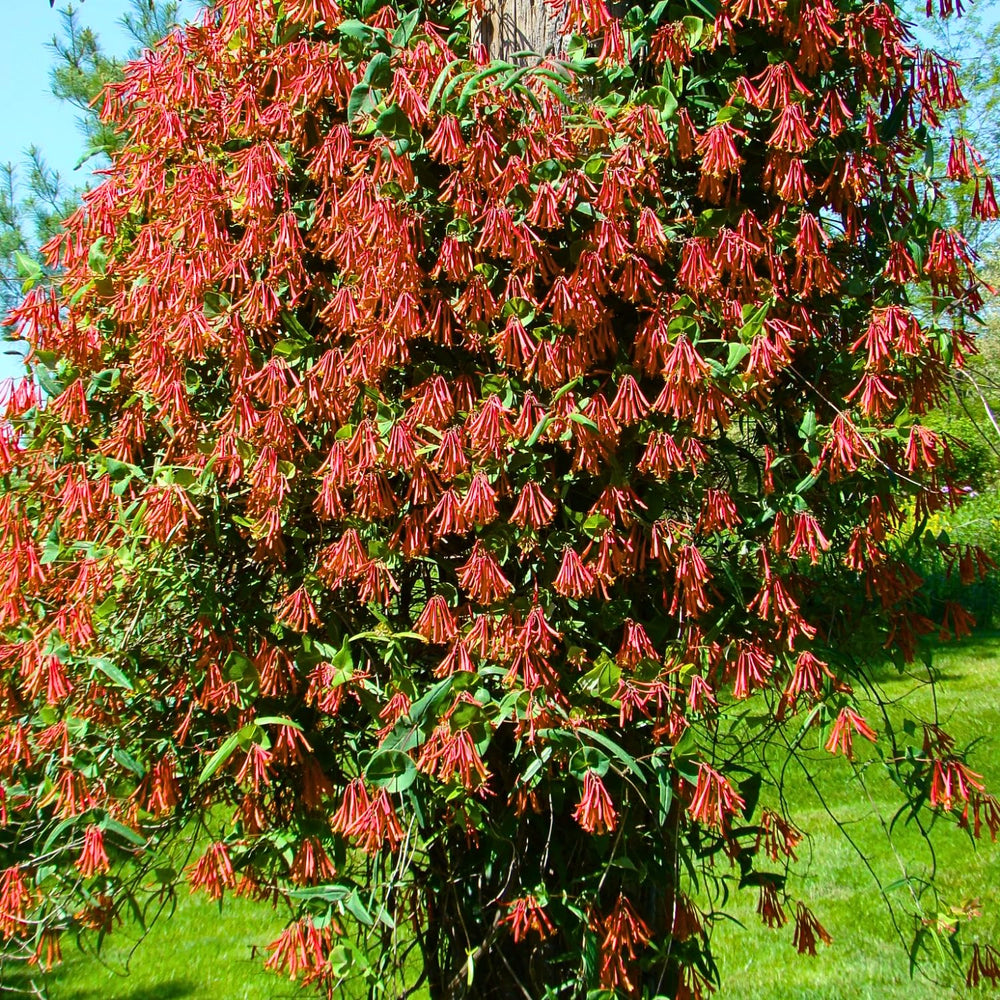Red Honeysuckle Plant Live, 5-9" Tall, Fragrant Honeysuckle Vine Live Plant, Vibrant Flowers