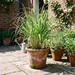 8 Lemongrass Plants Live 4-8 Inch Tall, Large Fragrant Lemon Grass Herbs Stalks for Container, Patio, or Garden, Well Rooted, High Yield