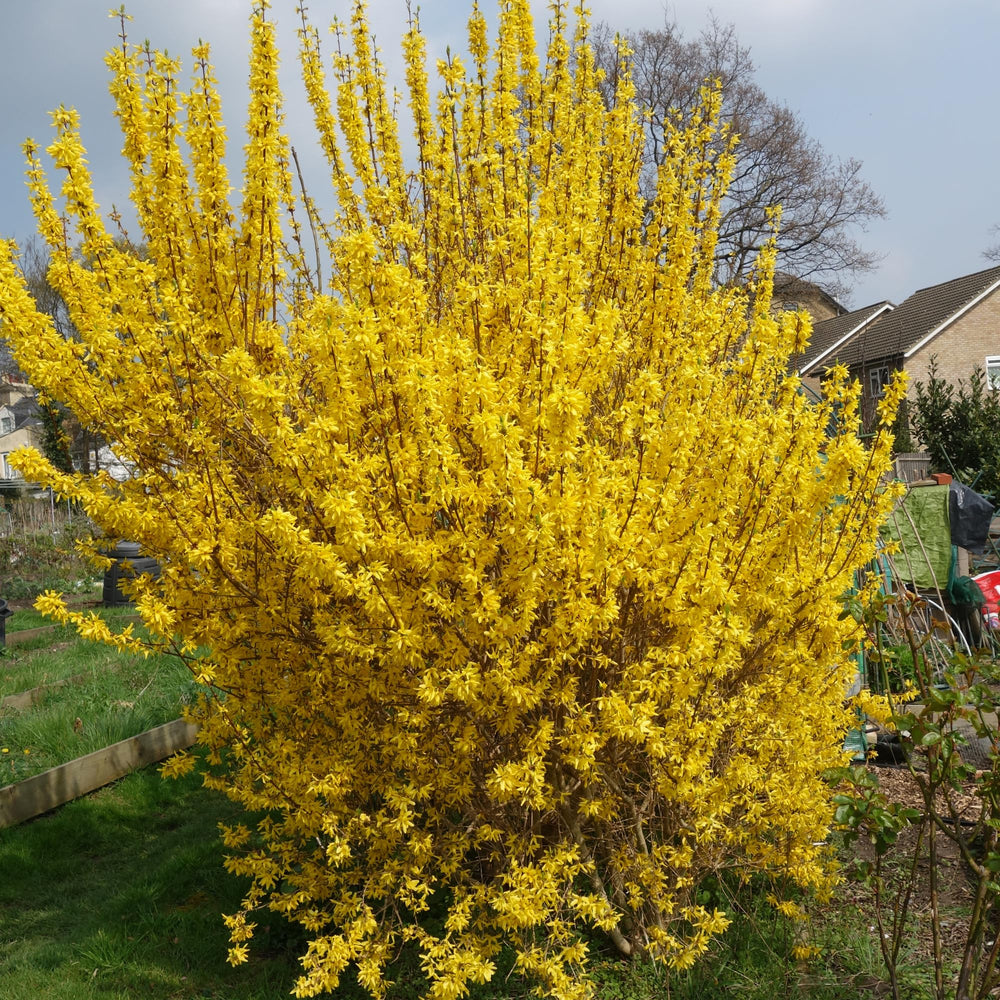 2 Lynwood Gold Forsythia Shrub Bareroots, 6 to 12 Inch Tall, Dormant, No Pot, Yellow Forsythia Plant Live for Planting, Fragrant Bush Shrub Rooted Cutting