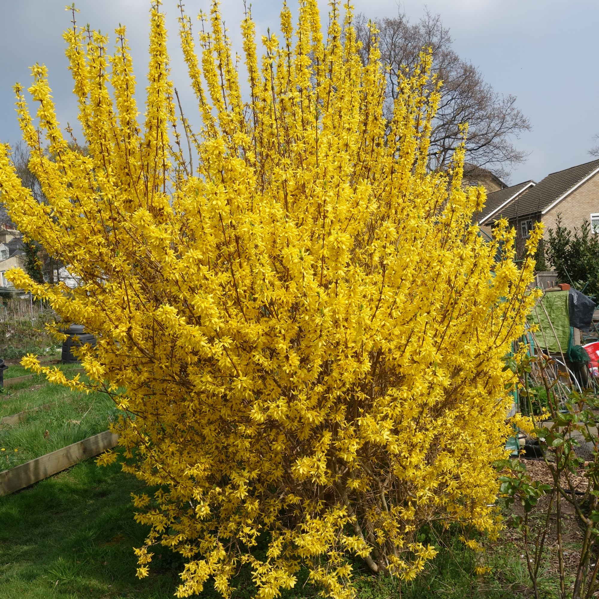 2 Lynwood Gold Forsythia Shrub Bareroots, 6 to 12 Inch Tall, Dormant, No Pot, Yellow Forsythia Plant Live for Planting, Fragrant Bush Shrub Rooted Cutting