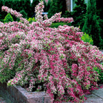 Variegated Weigela Shrub Live Plant, Outdoor Shrub, 1-2 Ft Tall