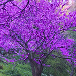 Eastern Red Bud Tree Live Plant, Spring PlantingRedbud Tree, Cold Hardy, Zones 4-9, American Redbud