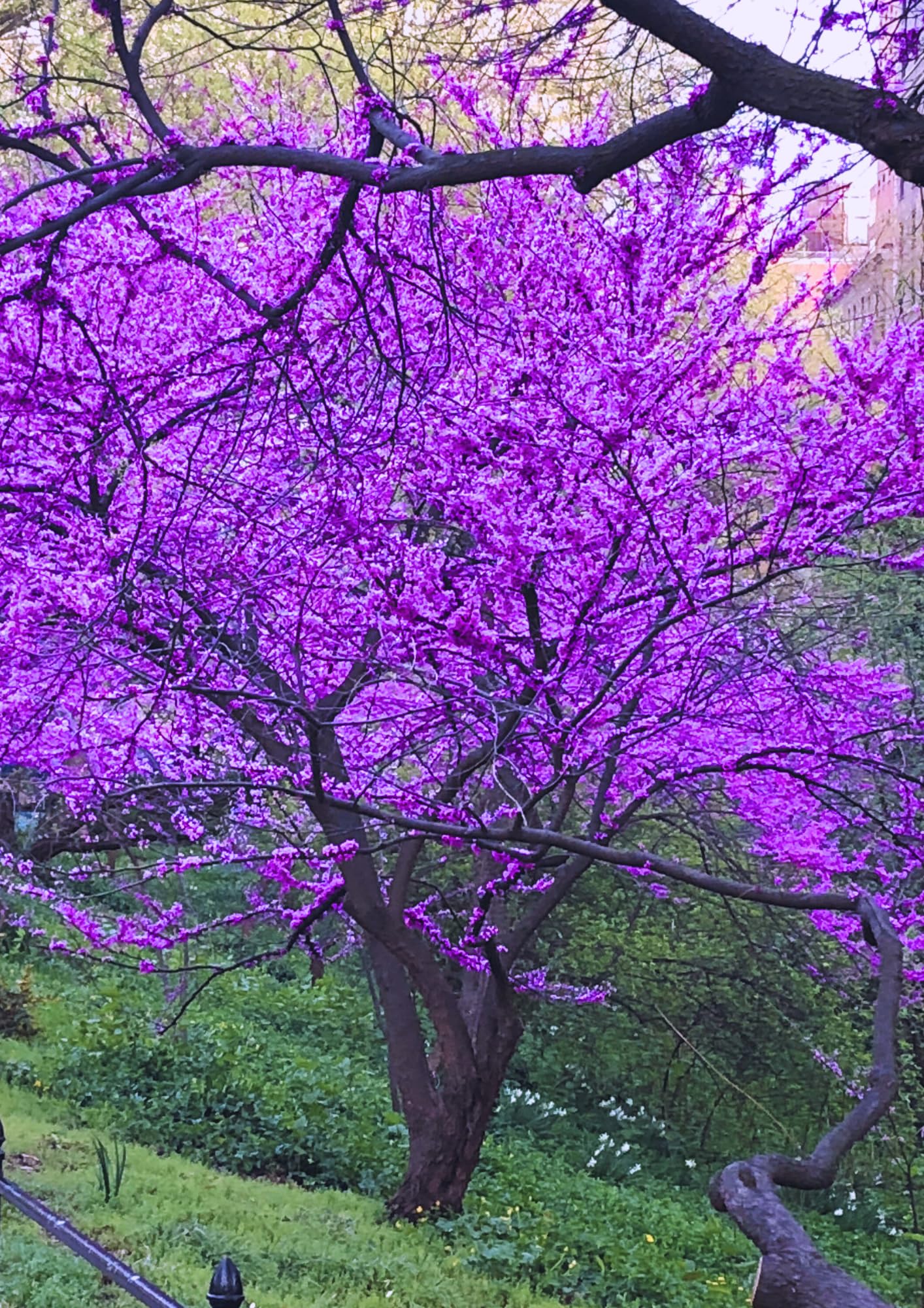 Eastern Red Bud Tree Live Plant, Spring PlantingRedbud Tree, Cold Hardy, Zones 4-9, American Redbud