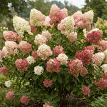 White to Pink Hydrangea Plant Live in 2.5 Inch Pot, Vibrant Flowering Shrub for Garden, Patio Containers and Indoor Growing