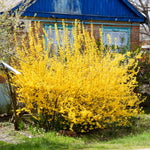 2 Lynwood Gold Forsythia Shrub Bareroots, 6 to 12 Inch Tall, Dormant, No Pot, Yellow Forsythia Plant Live for Planting, Fragrant Bush Shrub Rooted Cutting