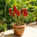 Zingiber Zerumbet Shampoo Ginger Plant Live 4-7'' Tall, Hawaiian Ginger Lily Rhizomes, Pinecone Gingers for Outdoor Garden
