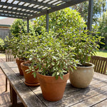 2 African Basil Plants 4–7" Tall, Live Herb Garden Plants for Patio, Containers and Backyard Landscaping