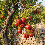 Sweet Pomegranate Tree Live Plant 8-12'' Tall, Hardy Red Pomegranate Bush in Half Gallon Pot, Full Roots and Ready to Plant