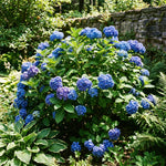 Blue Hydrangea Plant Live in 2.5 Inch Pot, Vibrant Flowering Shrub for Garden, Patio Containers and Indoor Growing