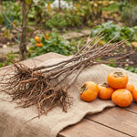 5 Persimmon Live Plants Seedlings, Sweet Persimmon Bare Roots 12-18'' Tall, Cold Hardy Fruit Tree, Outdoor Garden