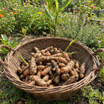 15 Turmeric Roots for Planting, Curcuma Turmeric Rhizomes for Garden, Tropical Herb Root for Outdoor Growing or Container Gardening