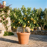Air Layered Meyer Lemon Bush 1.5-2 Ft Tall, Lemon Citrus Tree for Backyard, Patio Pots and Indoor Fruit Growing