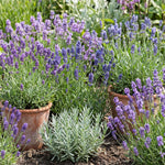 2 Random Lavender Plants 4–7" Tall, Fragrant Lavender Flowering Garden Plants for Patio, Containers and Backyard Landscaping