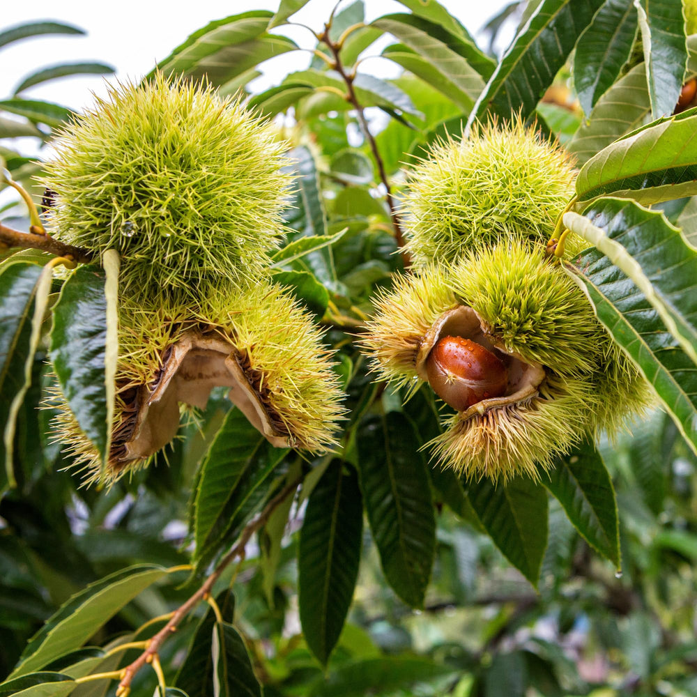 Chestnut Live Plant, Starter Nut Tree, 6-12 Inch Tall