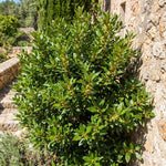 Bay Leaf Tree Live 4-7 Inches Tall, Laurus Nobilis, Fragrant Herb Plant for Garden, Patio Containers and Indoor Decor