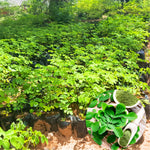 Moringa Oleifera Tree Live Plant, 4 Months Old Malunggay Plant in Pot, Well-Rooted Drumstick Trees Ready to Grow Outdoor