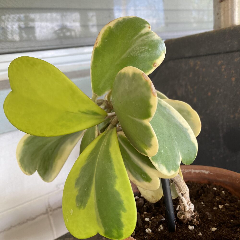 Variegated Heart Hoya Kerrii Plant - 4 Inch Live Indoor Outdoor Plant
