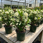 White Euphorbia Crown of Thorns Plant, Perennial Succulent Live Plant Indoor Outdoor 4-7 Inches