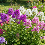 Upright Phlox Live Plant 4-7 Inches, Garden Phlox Perennial Flower Starter for Outdoor Garden, Random Color Plants