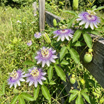 Maypop Incarnata Passiflora Plant 4–7", Vibrant Passion Flower Vine for Patio, Garden and Containers, Hardy Outdoor Plants