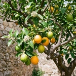 Air Layered Meyer Lemon Bush 1.5-2 Ft Tall, Lemon Citrus Tree for Backyard, Patio Pots and Indoor Fruit Growing