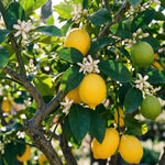 Meyer Lemon Tree 1-2 Ft Tall, Air Layered Citrus Tree in Gallon Pot for Indoor and Outdoor Fruit Growing, Fruit Bearing Trees
