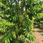 Sweet Soursop Plant Live 8-10 Inches, Annona Muricata Guanabana Tropical Fruit Tree Starter for Garden, High Yield, Ready to Grow