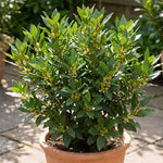 Bay Leaf Tree Live 4-7 Inches Tall, Laurus Nobilis, Fragrant Herb Plant for Garden, Patio Containers and Indoor Decor