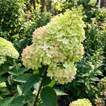 Green Hydrangea Plant Live in 2.5 Inch Pot, Vibrant Flowering Shrub for Garden, Patio Containers and Indoor Growing
