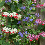 2 Clerodendrum Flowering Plants Live, Chains of Glory Vine Light Bulbs Plant 4-8 Inches for Growing Indoor Outdoor (Random Clerodendrum)