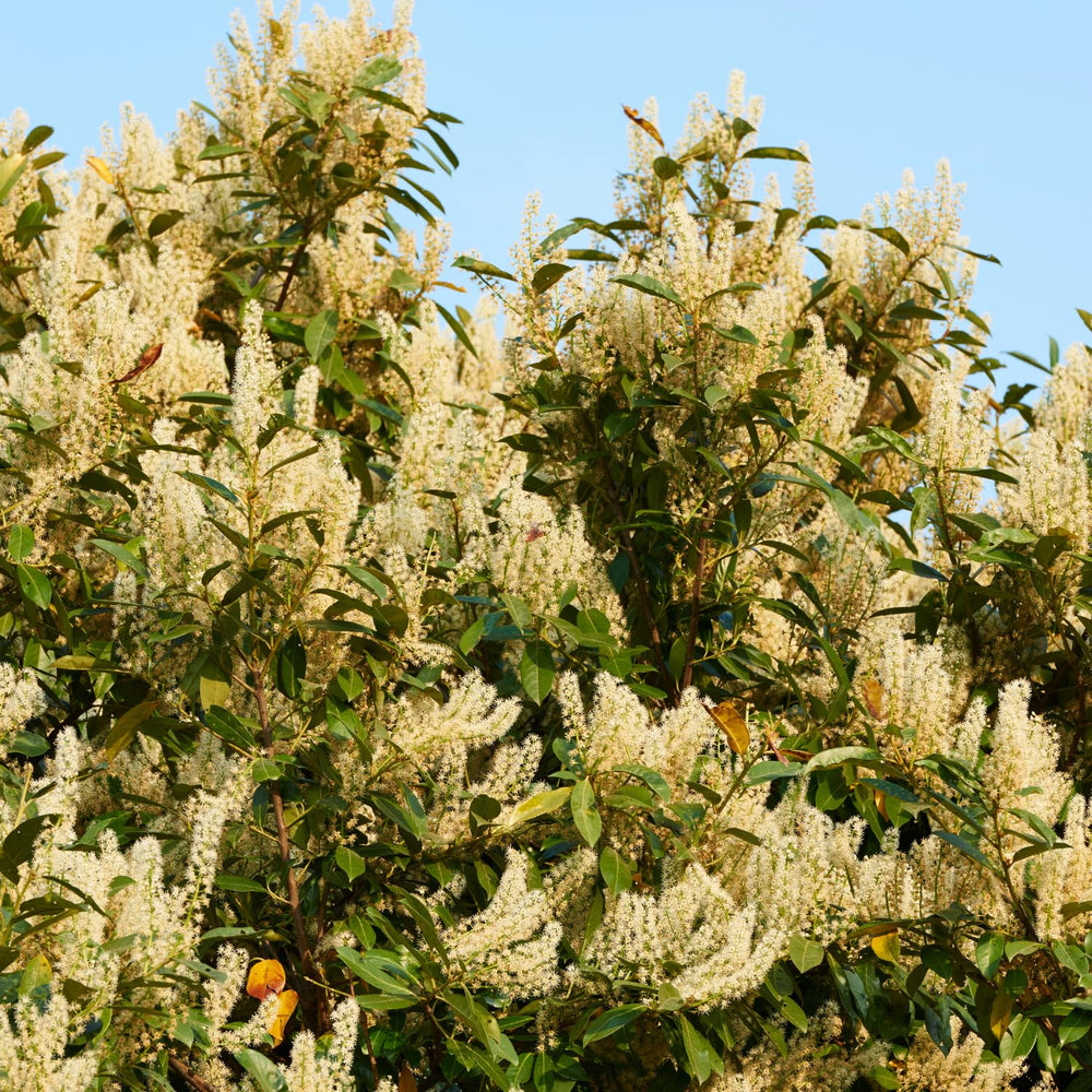 2 Cherry Laurel Shrubs Bare Roots, Hardy Shrubs for Hedges and Landscaping, Winter Dormant