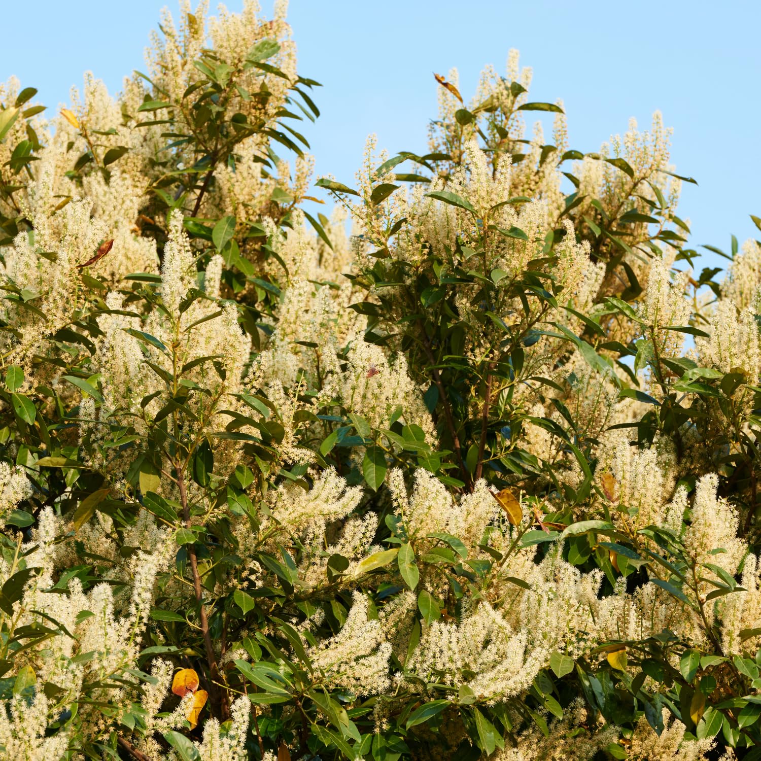 2 Cherry Laurel Shrubs Bare Roots, Hardy Shrubs for Hedges and Landscaping, Winter Dormant