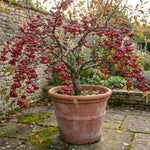 Red Crabapple Tree Live Plant in Quart Pot, Ornamental Fruit-Bearing Trees for Outdoor Planting, Hardy Flowering Landscape Plants
