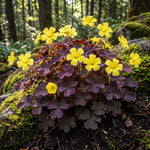 Pack 2 Oxalis Triangularis Plants Live, Purple Shamrock Plants Well Rooted for Growing Indoor Outdoor, Ornamental Oxalis 4-9 Inches