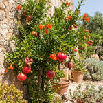 Pomegranate Tree Live Plant 4'' Pot, Red Pomegranate Fruit Tree 8-10 Inches, Sweet Fruit-Bearing Tree for Outdoor Planting