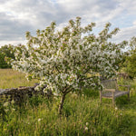 Crabapple Tree Live Plant 6-12 Inches, Crabapple Flowering Fruit Tree in Quart Pot for Patio, Yard and Garden, Hardy Outdoor Tree